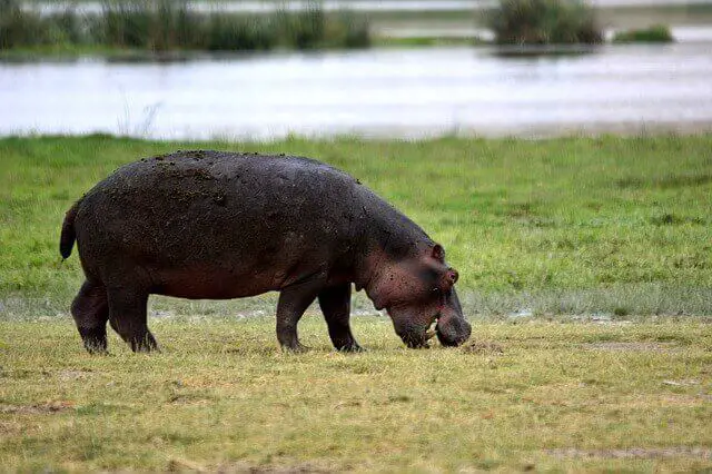 Lista de 14 animales que comen hierba (imágenes + datos curiosos)
