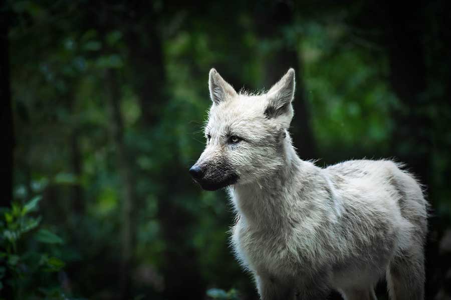 Lobo hembra (comportamiento, rango y cómo se llaman)