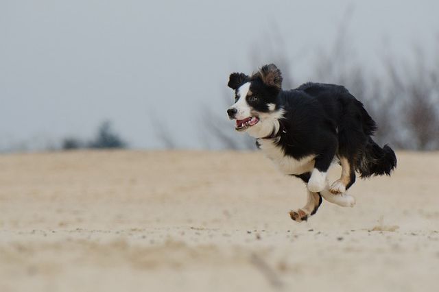 Los 10 animales más enérgicos del mundo