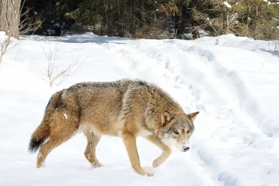 Los 10 lobos más grandes del mundo (el lobo más grande registrado)