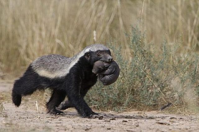 Los 5 animales más valientes del mundo (Lista AZ)
