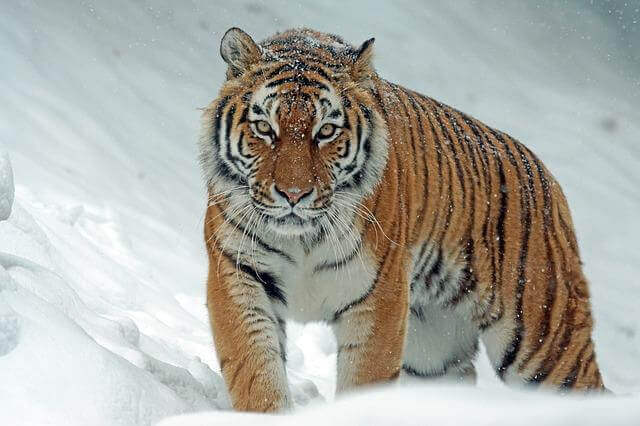 Los 5 animales más vengativos del mundo