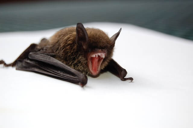 Los 9 animales más sucios del mundo (con imágenes)