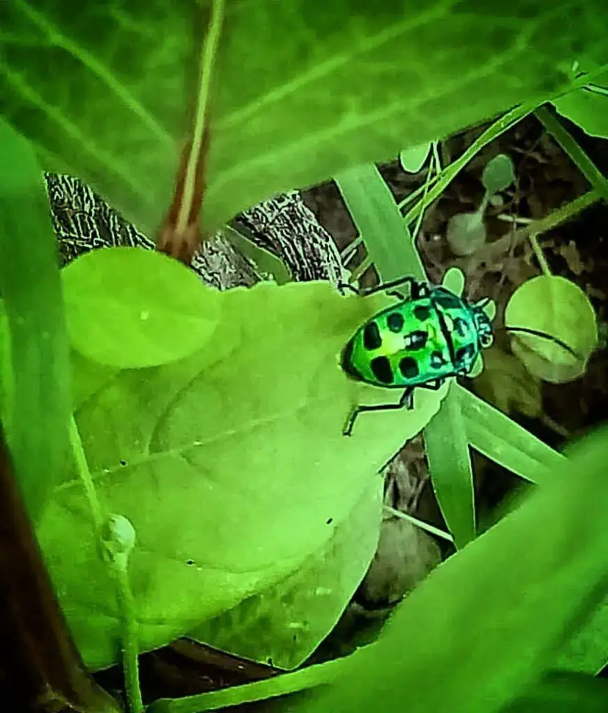 Mariquita verde – Aprende sobre la naturaleza