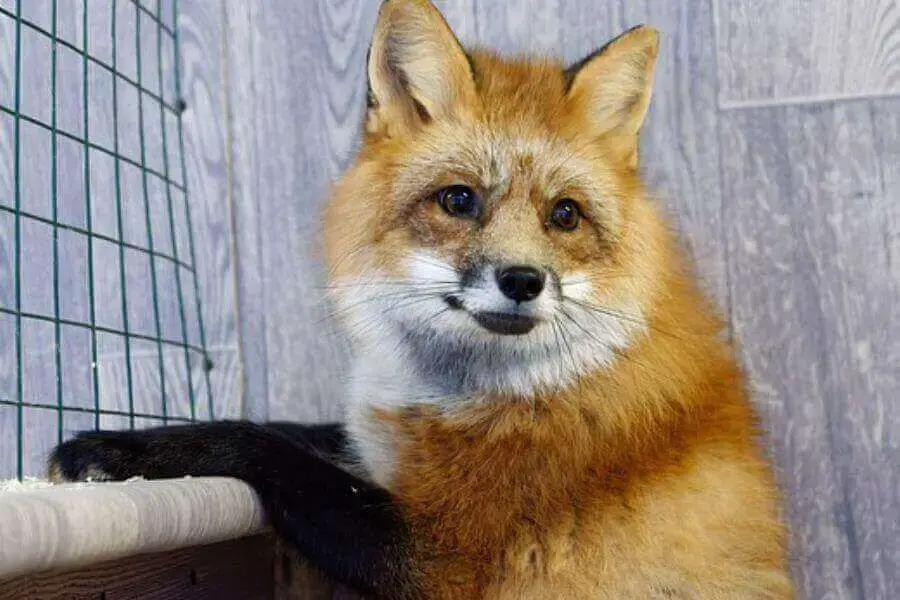 Precio del zorro mascota: ¿Cuánto cuesta un zorro?