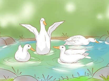 Cuidando patos en invierno: lo que necesita saber