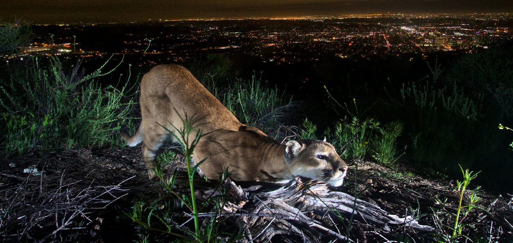 Los animales de la sabana tienen más miedo a la voz humana que los leones y las armas...