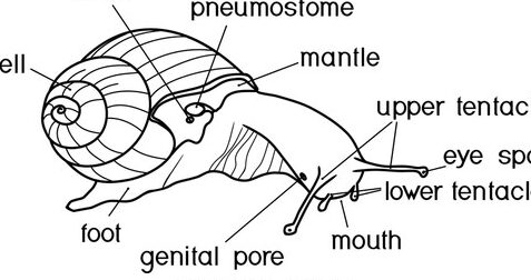Anatomía Del Caracol Imágenes De Stock, Fotos Y Fotos De Stock ...