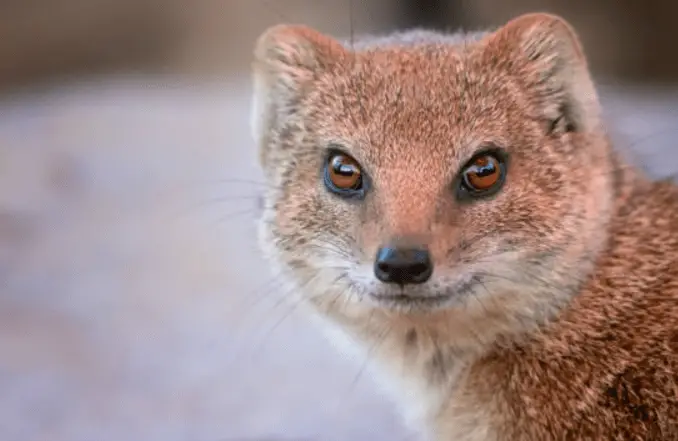 Descubra 10 tipos de animales flacos (con imágenes y datos sobre...