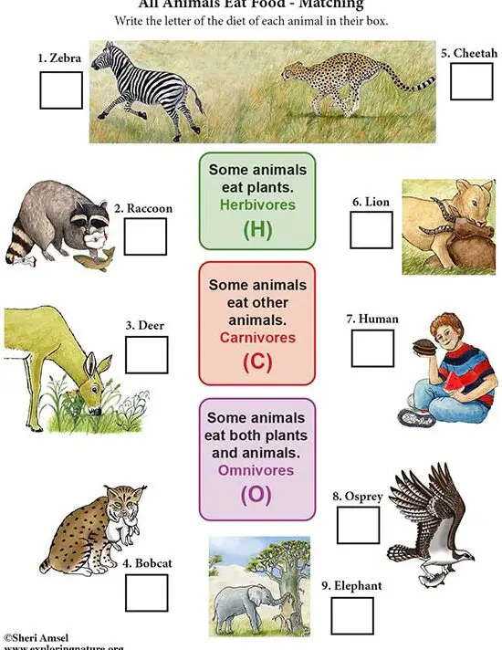 Todos los animales comen alimentos - Emparejamiento (NGSS de quinto grado)