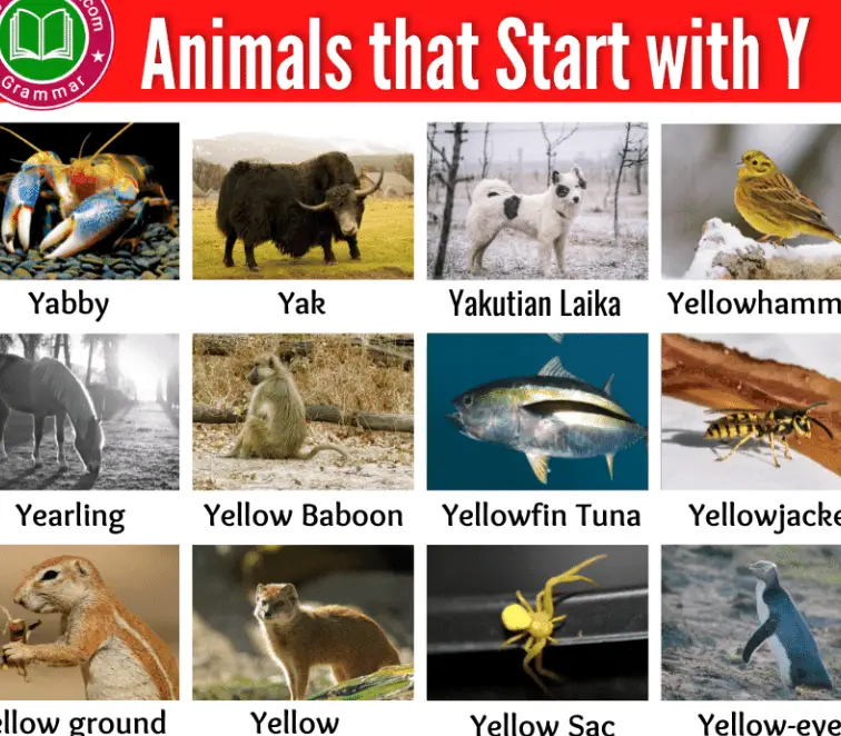 Animales que comienzan con Y: lista con imágenes y datos interesantes