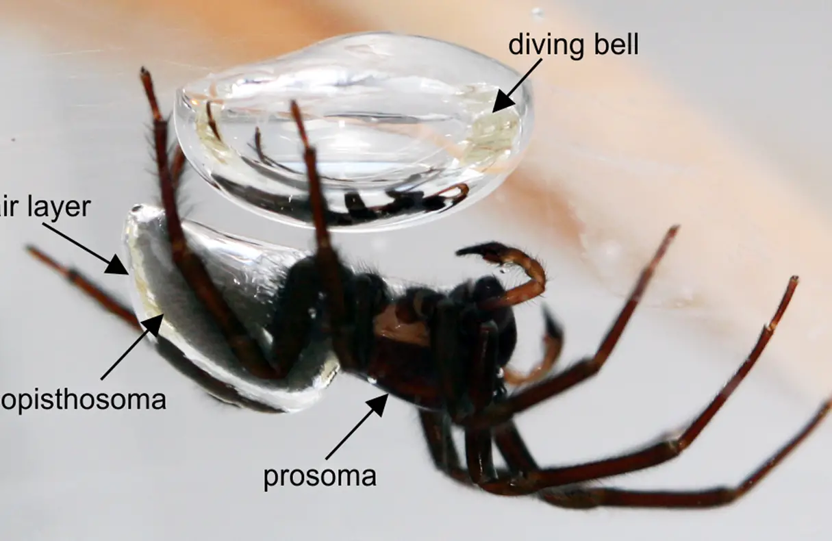 Discos de fijación de la araña escafandra Argyroneta acuáticos...