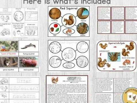 Paquete de partes del ciclo de vida de una ardilla - Imprimibles de Naturaleza Montessori