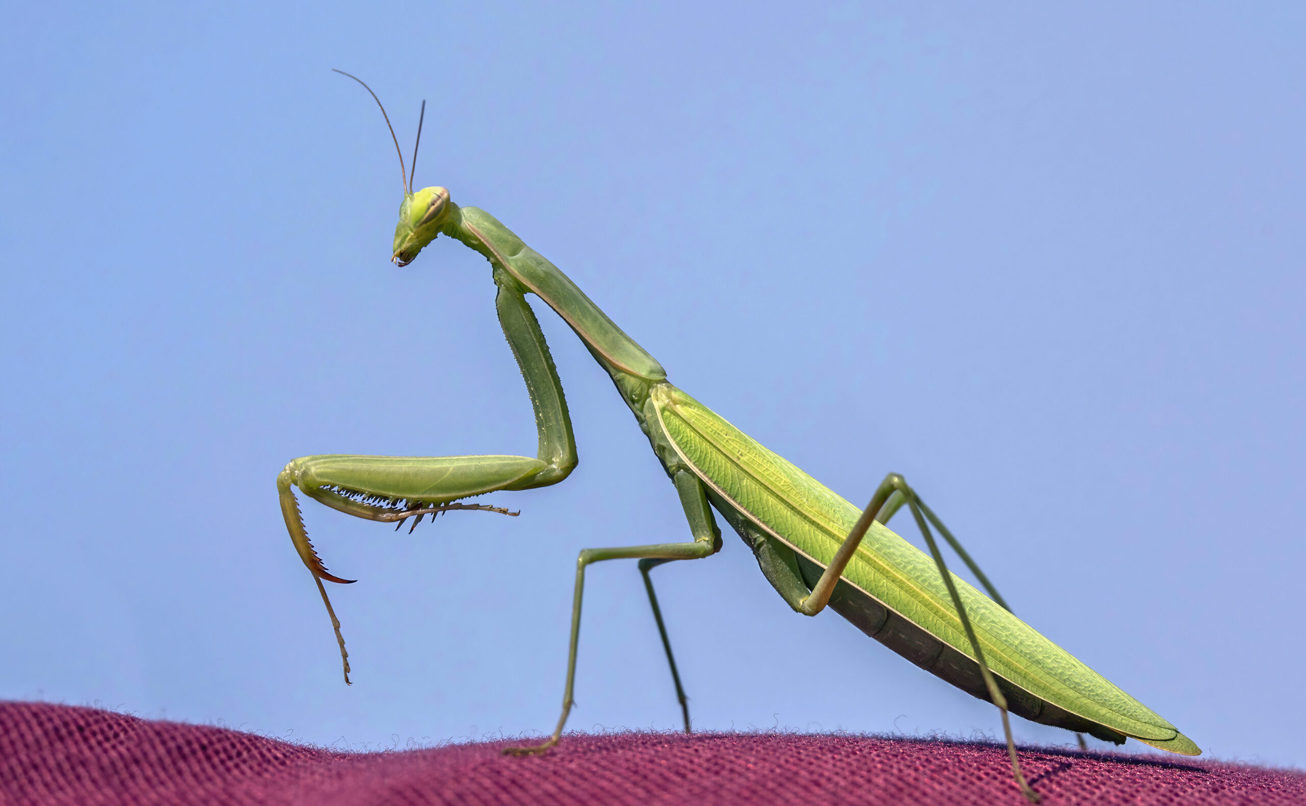 Mantis - Wikipedia