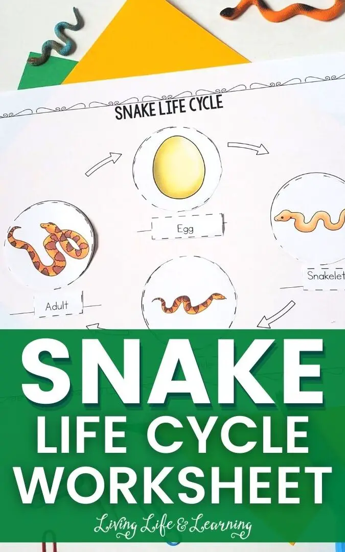 Hoja de trabajo del ciclo de vida de la serpiente