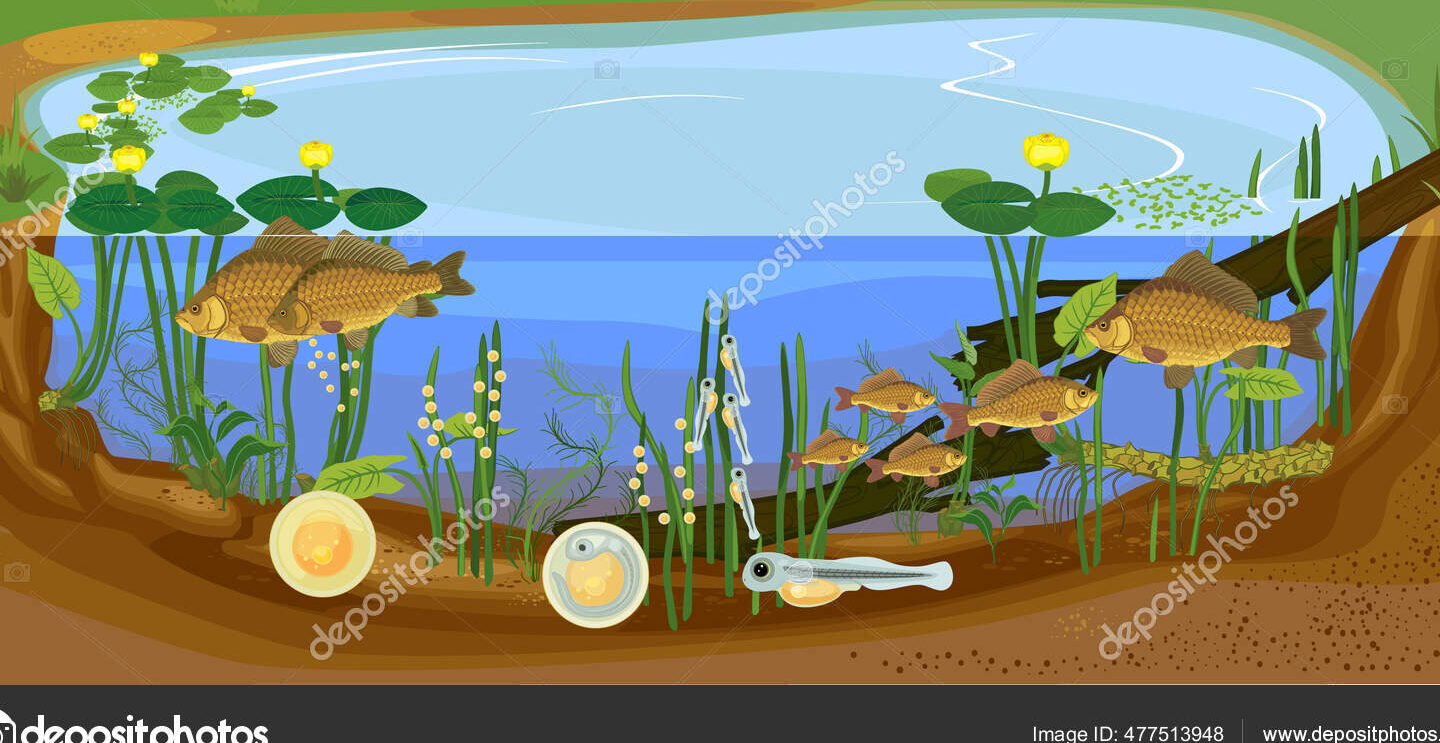 Ecosistema Estanque Peces Ciclo De Vida Secuencia Etapas Desarrollo Crucian...
