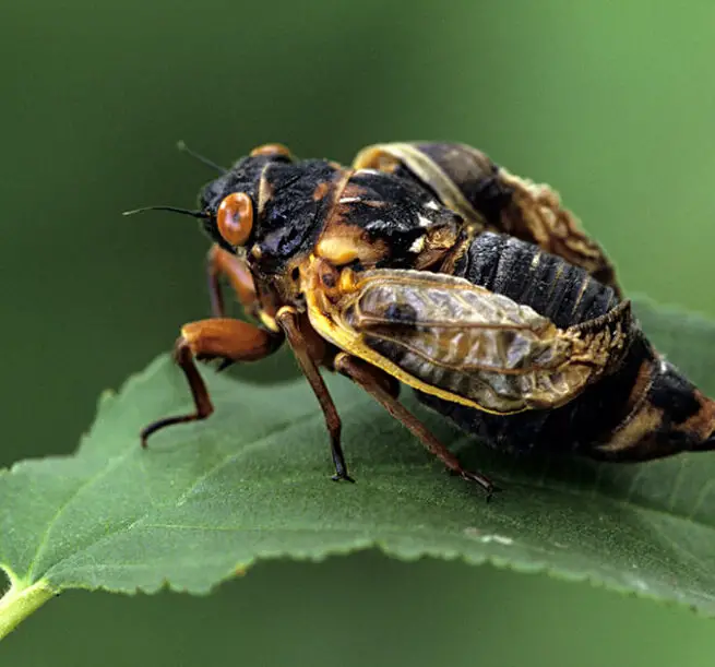 ¡Los ciclos de vida más extraños de la naturaleza!
