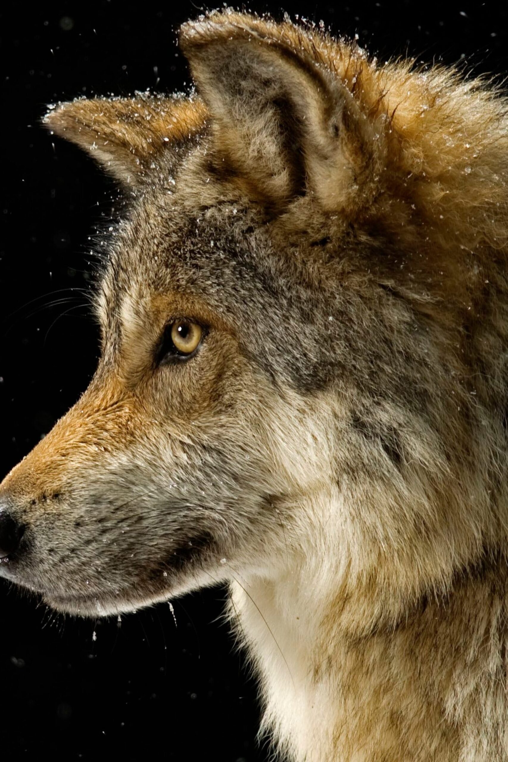 Lobo |