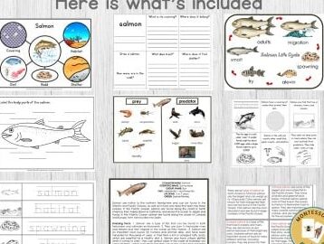 Paquete de datos sobre los tipos de ciclo de vida del salmón - Montessori Nature ...