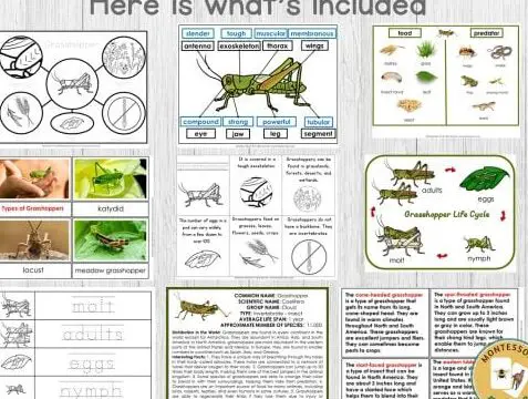 Paquete de datos sobre las partes del ciclo de vida de un saltamontes