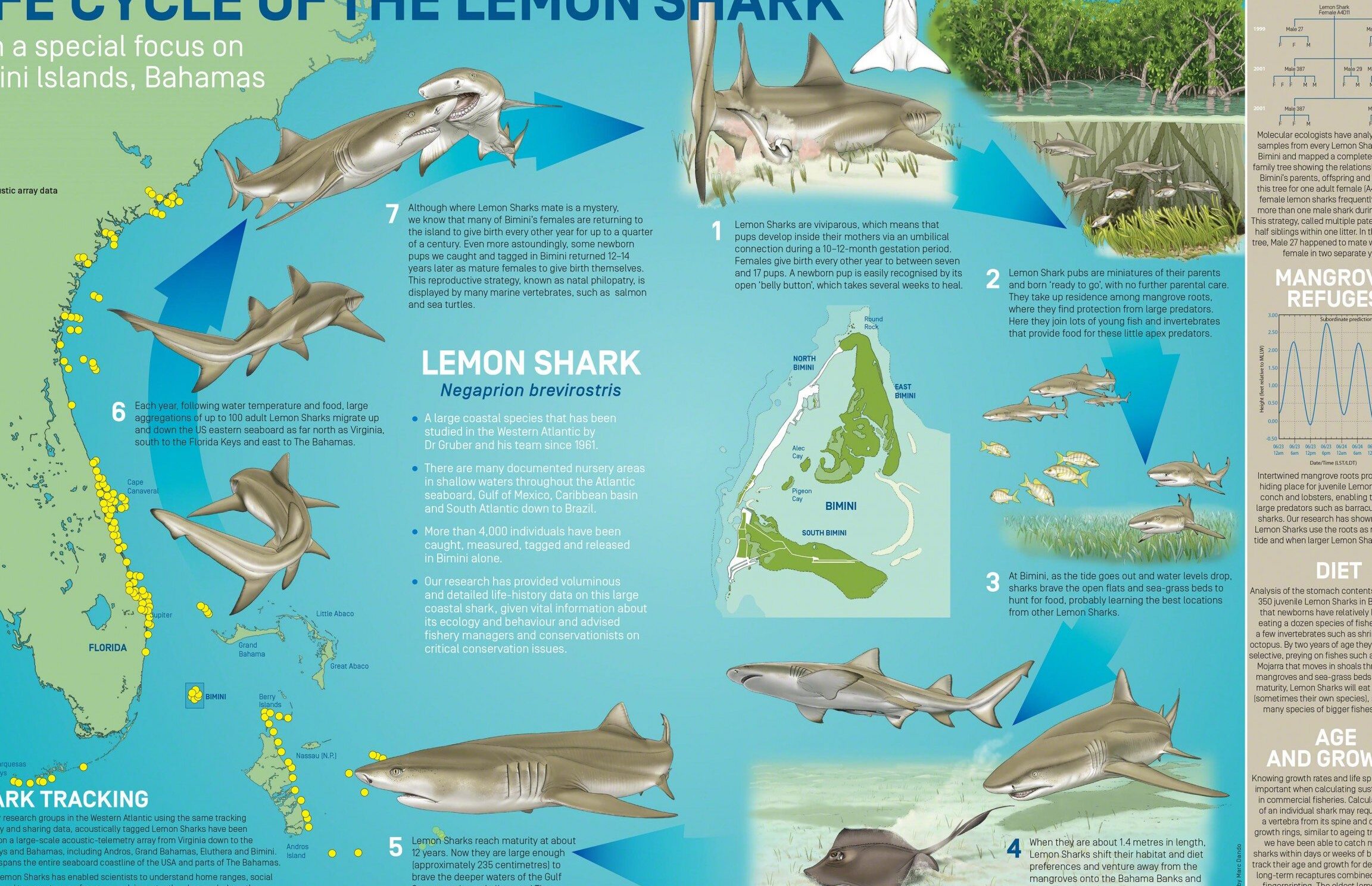 ¿Cuántos años tienen los tiburones limón?