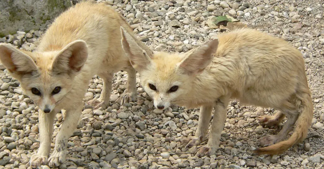 Cómo saber la diferencia entre un zorro Fennec macho y una hembra