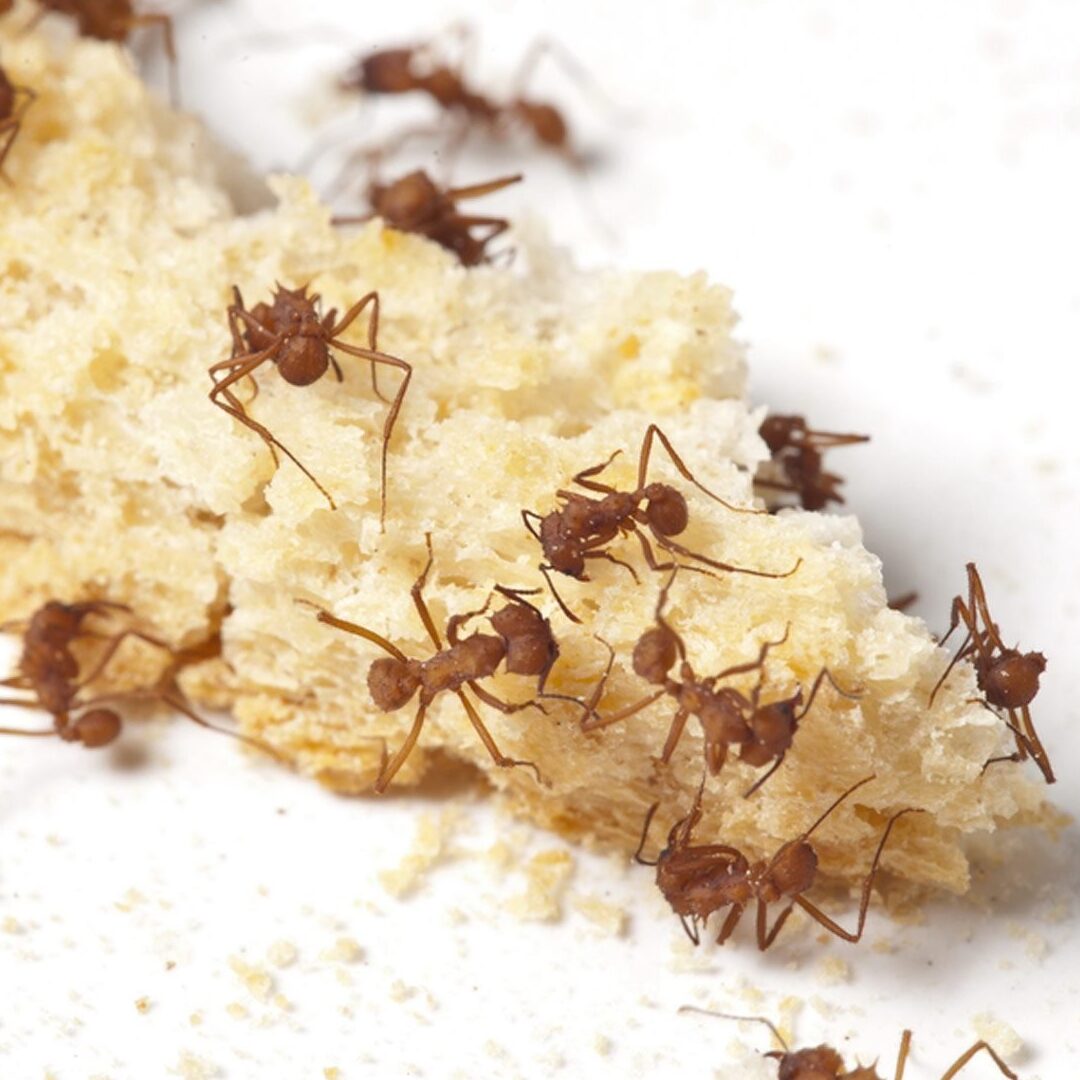 ¿Cómo saben las hormigas que hay migas en el suelo?