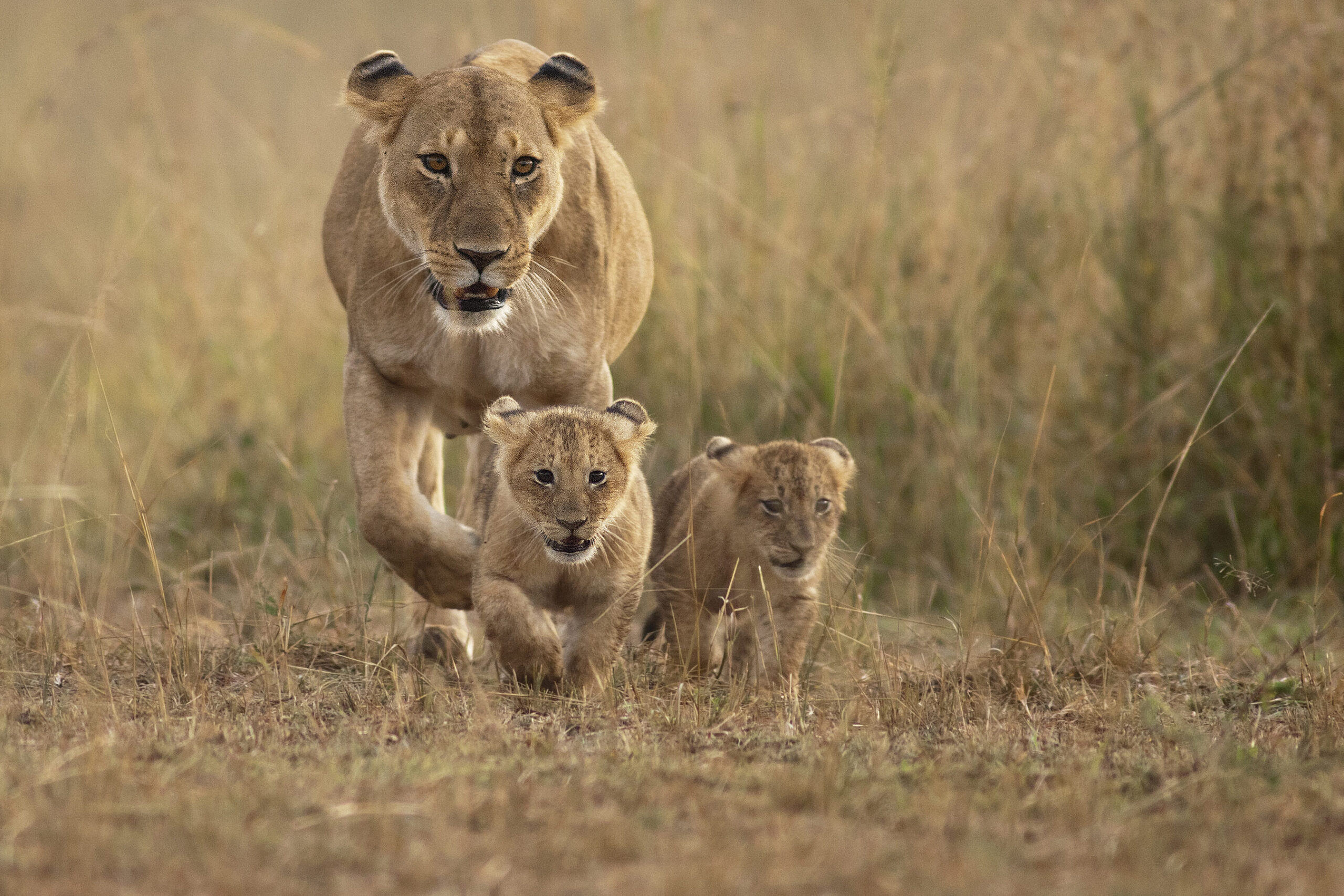 Guía de leones: datos sobre especies y dónde viven en la naturaleza...
