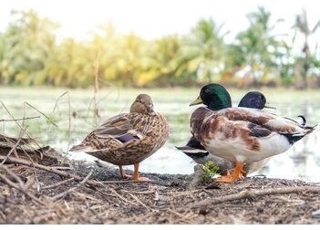 Grupo De Patos Fotografías e imágenes de stock - 104.238 imágenes |