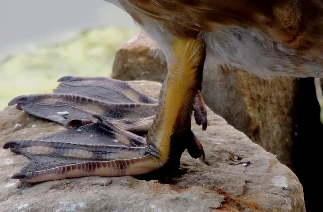 Descripción general del pato de madera, todo sobre las aves, Laboratorio de Ornitología de Cornell