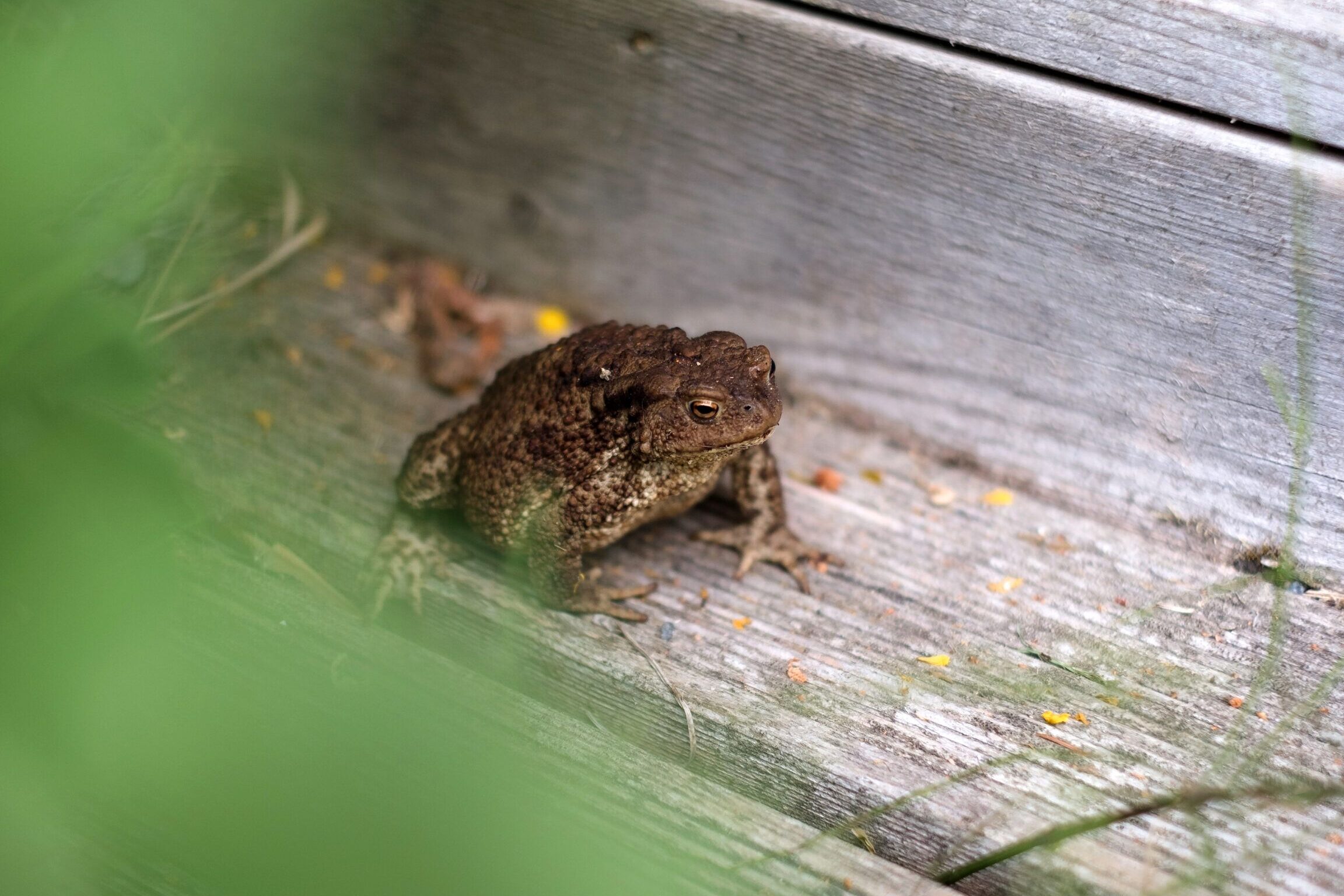 Cómo deshacerse de las ranas en su jardín - Esta vieja casa