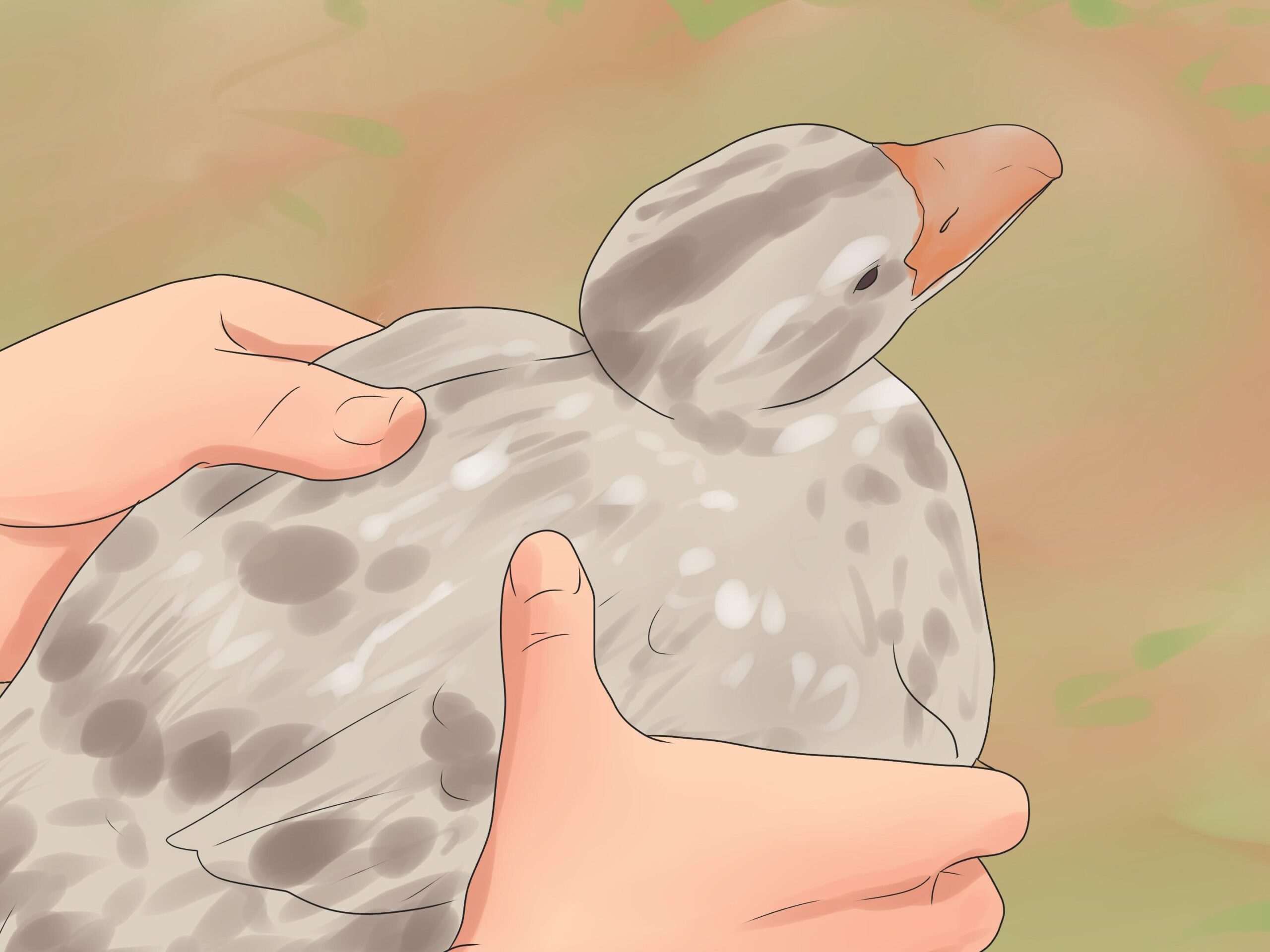 Cómo criar patos: una guía completa para un apareamiento seguro