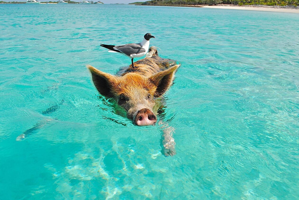 UN VISTAZO AL ANIMAL “MAS LIMPIO” DEL MUNDO |