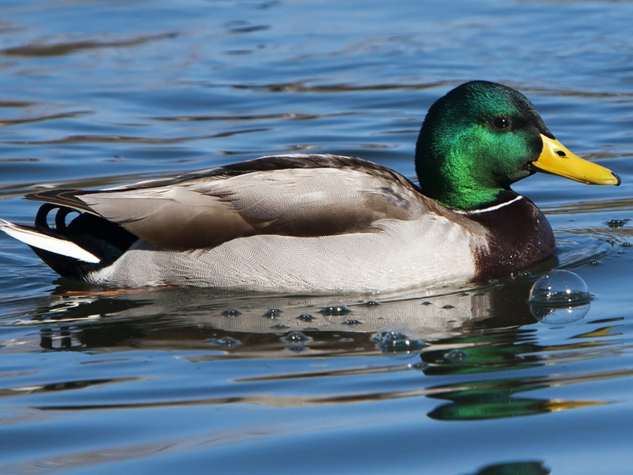 Cómo criar patitos para principiantes |