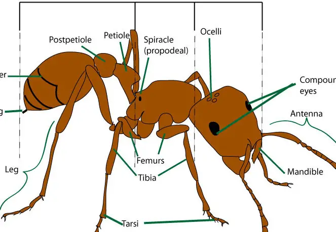 Anatomía de las hormigas (morfología de las hormigas) – Blog de noticias mirmecológicas