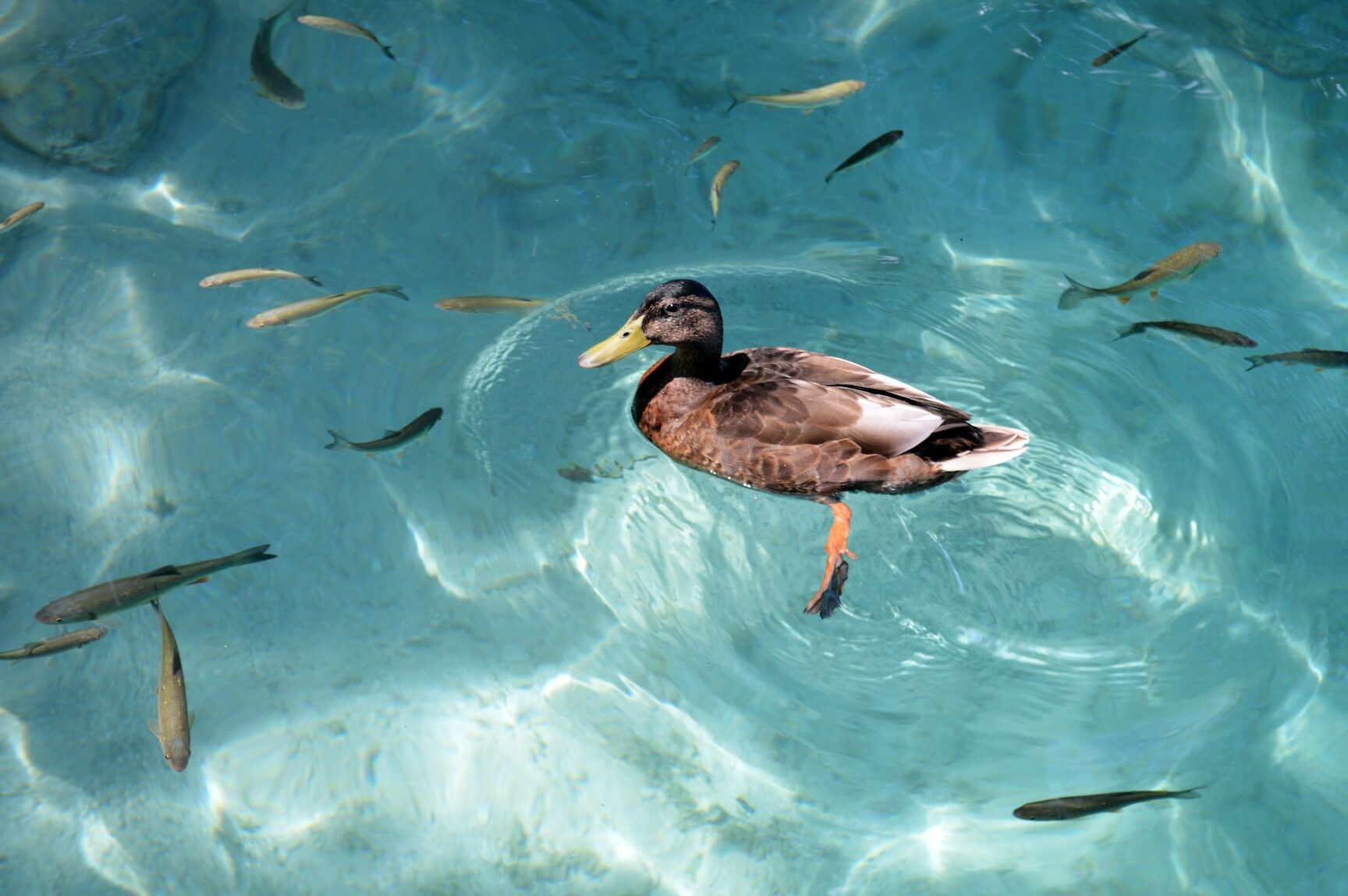 ¿Pueden nadar los pájaros?