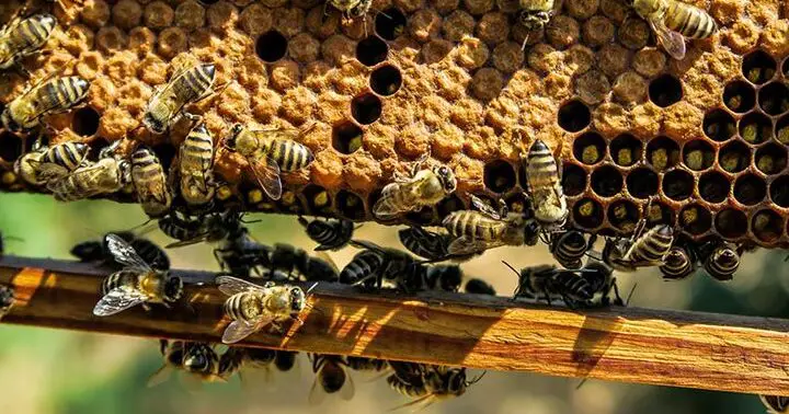Usando lo que hacen las abejas - Centro de alimentación sostenible