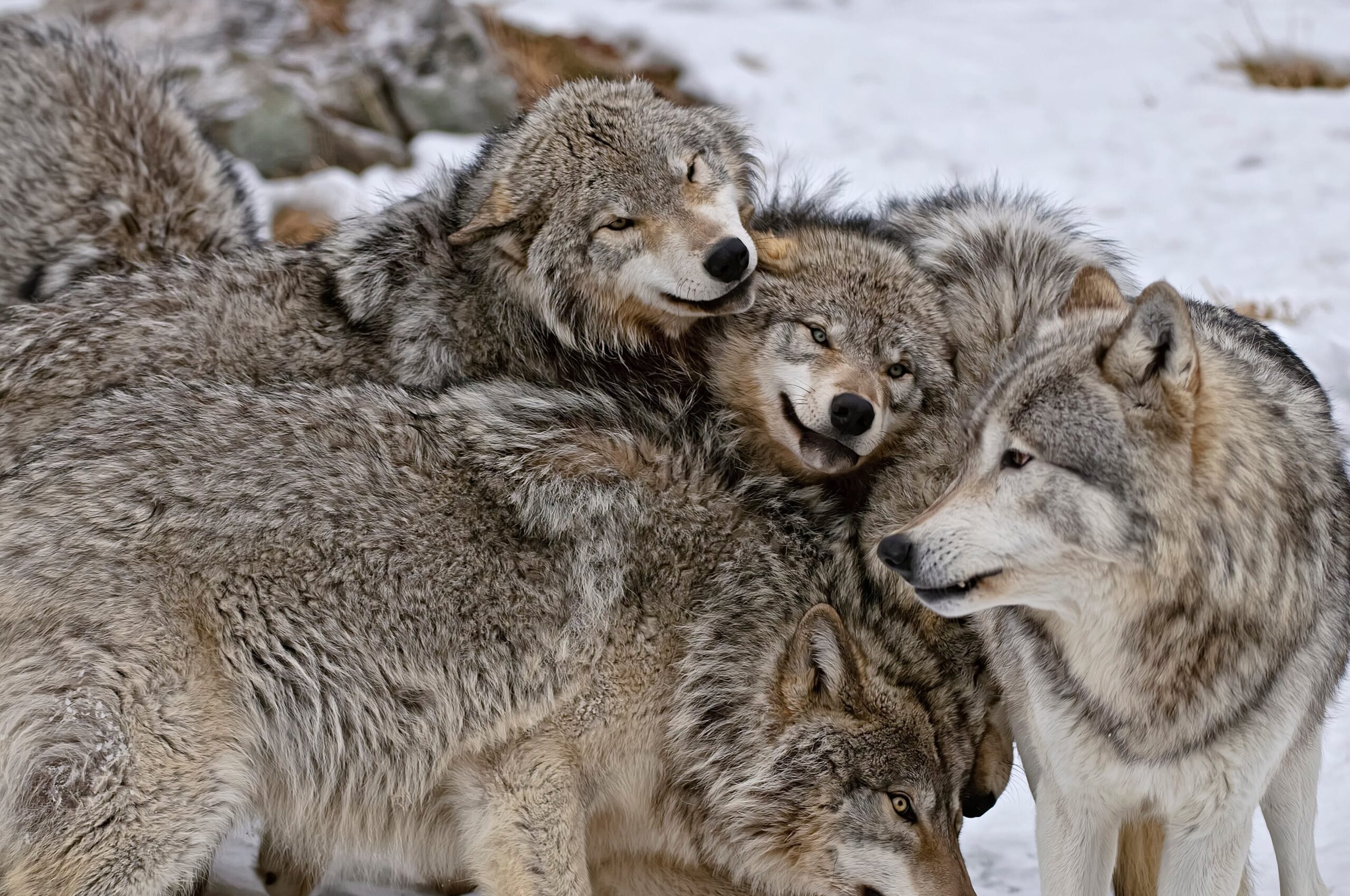 ¿Es la idea del lobo alfa un mito?