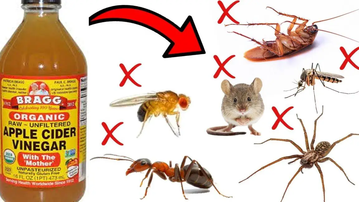 Cómo deshacerse de las plagas domésticas con vinagre de sidra de manzana - HORMIGAS ...