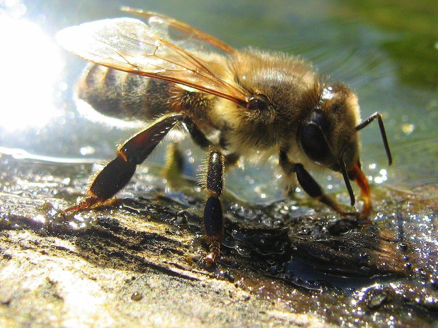 Tu nueva miel favorita está hecha de excremento de insectos y vómito de abeja...