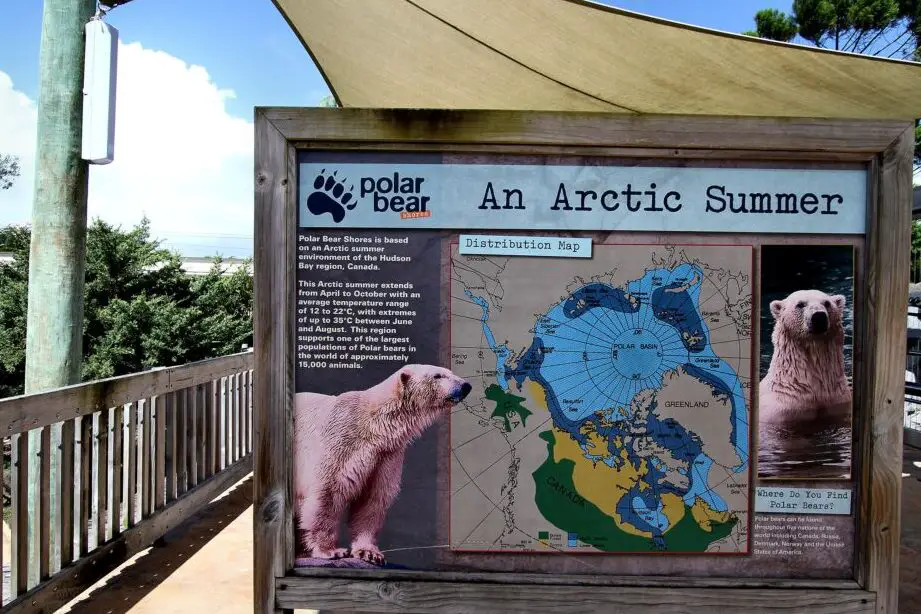 Osos polares en cautiverio: Sea World, Gold Coast, Queensland, Australia...