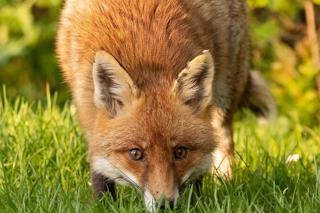 Juniper Fox - 🌿Grooming🌿⠀⠀⠀⠀⠀⠀⠀⠀⠀ Entonces los zorros huelen bonito...