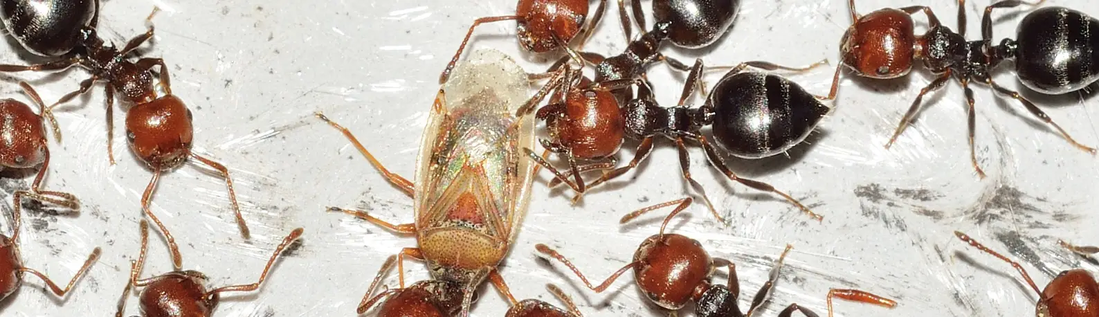 Tierra de diatomeas para hormigas: guía completa de bricolaje (2024) |