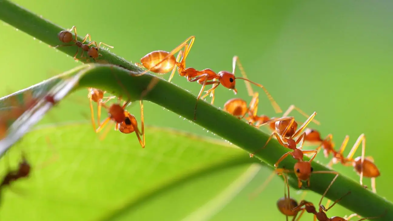Los investigadores revelan que 20 mil billones de hormigas se arrastran por el ...