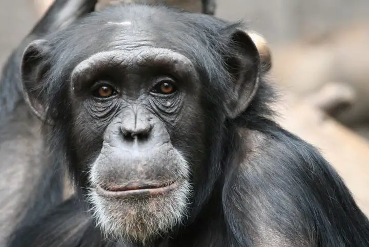 8 comportamientos humanos de los primates |