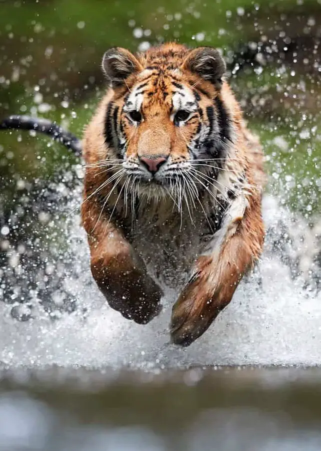 9 tipos de tigres: guía de todas las subespecies (tamaño, población...