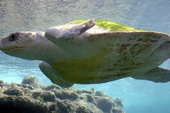 Tortuga golfina - Wikipedia