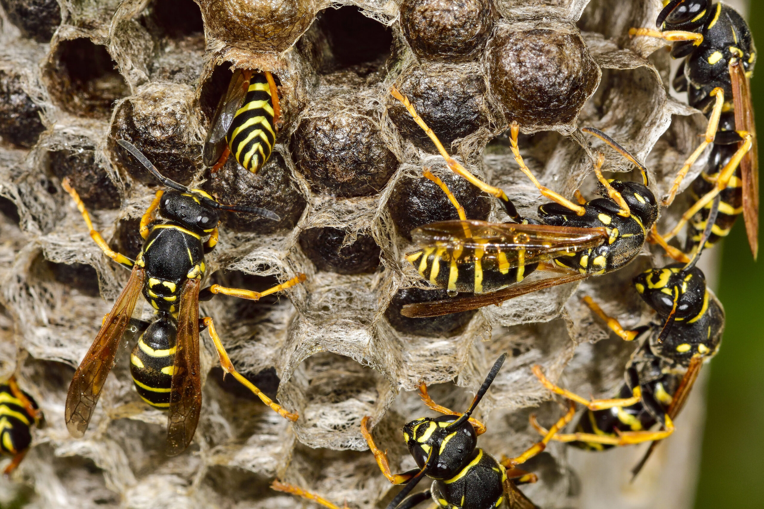 ¿Qué les sucede a las abejas y avispas por la noche?
