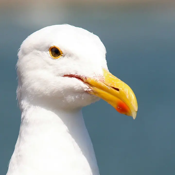 Las gaviotas pueden decir el clima