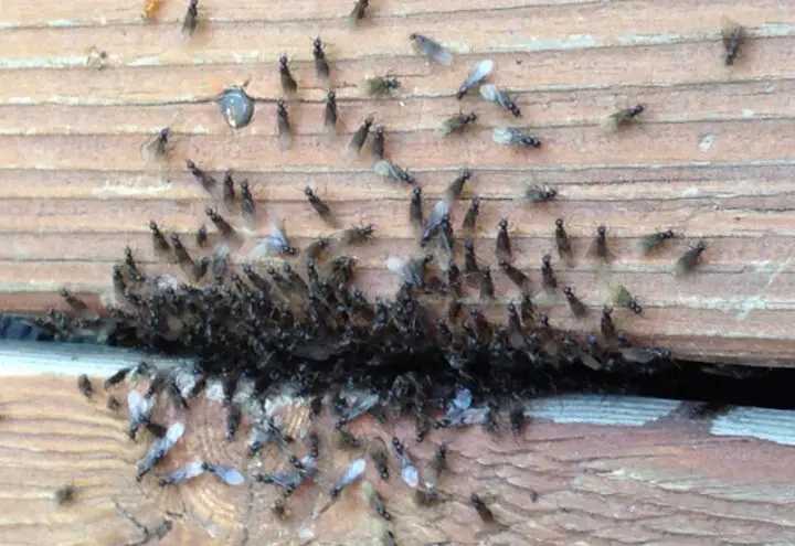 ¿Las hormigas sienten dolor?